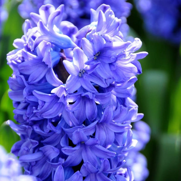 Spanish Bluebell Dainty Maid Delft Blue Hyacinth Bulbs Blooms Species Growing Bonsai Roots Rhizomes Corms Tubers Potted Planting Reblooming Fragrant Garden Flower Seeds Plant Gardening Grape Hyacinth