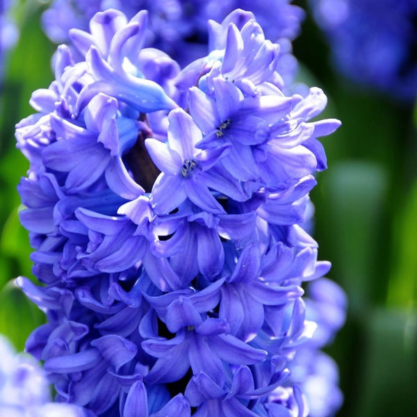 Hyacinthus Orientalis Delft Blue Hyacinth Bulbs Blooms Species Growing Bonsai Roots Rhizomes Corms Tubers Potted Planting Reblooming Fragrant Garden Flower Seeds Plant Gardening