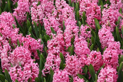 Pink Pearl Hyacinth Mixture Bulbs Blooms Species Growing Bonsai Roots Rhizomes Corms Tubers Potted Planting Reblooming Fragrant Garden Flower Seeds Plant Gardening