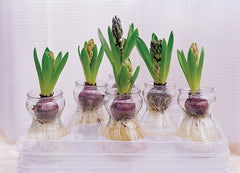 Pink  Pearl Prepared Hyacinth Bulbs Blooms Species Growing Bonsai Roots Rhizomes Corms Tubers Potted Planting Reblooming Fragrant Garden Flower Seeds Plant Gardening
