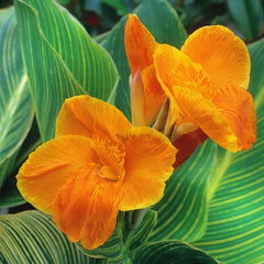 Mactro Canna Bulbs Perennial Growing Bonsai Roots Rhizomes Corms Tubers Potted Planting Reblooming Fragrant Garden Species Blooms Flower Seeds Plant Gardening