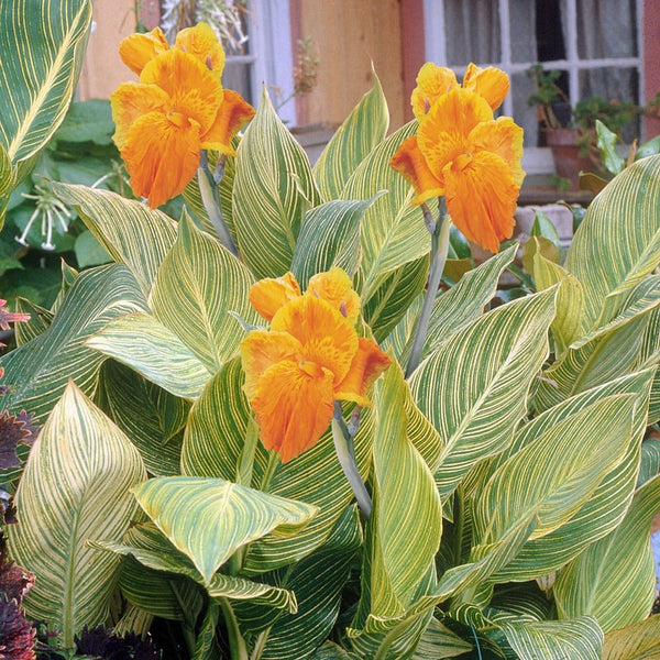 Mactro Canna Bulbs Perennial Growing Bonsai Roots Rhizomes Corms Tubers Potted Planting Reblooming Fragrant Garden Species Blooms Flower Seeds Plant Gardening