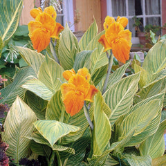 Mactro Canna Bulbs Perennial Growing Bonsai Roots Rhizomes Corms Tubers Potted Planting Reblooming Fragrant Garden Species Blooms Flower Seeds Plant Gardening