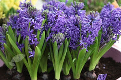 Blue Pearl Hyacinth Bulbs Blooms Species Growing Bonsai Roots Rhizomes Corms Tubers Potted Planting Reblooming Fragrant Garden Flower Seeds Plant Gardening