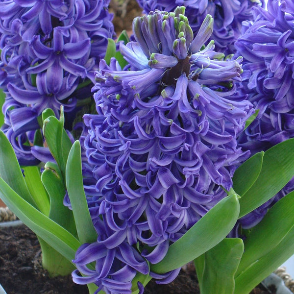 Blue Pearl Hyacinth Bulbs Blooms Species Growing Bonsai Roots Rhizomes Corms Tubers Potted Planting Reblooming Fragrant Garden Flower Seeds Plant Gardening