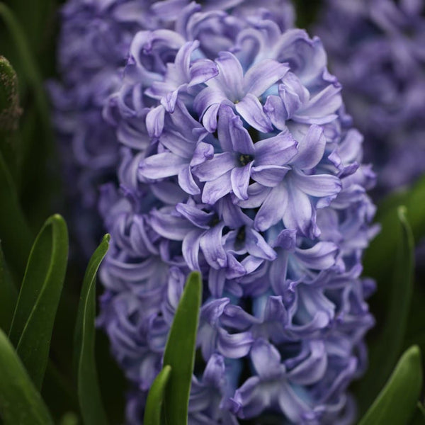 Sky Jacket Hyacinth Bulbs Blooms Species Growing Bonsai Roots Rhizomes Corms Tubers Potted Planting Reblooming Fragrant Garden Flower Seeds Plant Gardening