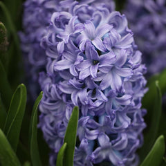 Sky Jacket Hyacinth Bulbs Blooms Species Growing Bonsai Roots Rhizomes Corms Tubers Potted Planting Reblooming Fragrant Garden Flower Seeds Plant Gardening