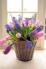 Hyacinth Blue Pearl Prepared Bulbs Blooms Species Growing Bonsai Roots Rhizomes Corms Tubers Potted Planting Reblooming Fragrant Garden Flower Seeds Plant Gardening