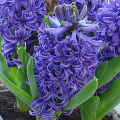 Hyacinth Blue Pearl Prepared Bulbs Blooms Species Growing Bonsai Roots Rhizomes Corms Tubers Potted Planting Reblooming Fragrant Garden Flower Seeds Plant Gardening
