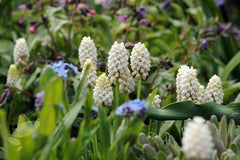 Muscari Botryoides Album Grape Hyacinth Bulbs Blooms Species Growing Bonsai Roots Rhizomes Corms Tubers Potted Planting Reblooming Fragrant Garden Flower Seeds Plant Gardening