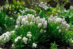 Muscari Botryoides Album Grape Hyacinth Bulbs Blooms Species Growing Bonsai Roots Rhizomes Corms Tubers Potted Planting Reblooming Fragrant Garden Flower Seeds Plant Gardening
