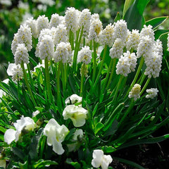 Muscari Botryoides Album Grape Hyacinth Bulbs Blooms Species Growing Bonsai Roots Rhizomes Corms Tubers Potted Planting Reblooming Fragrant Garden Flower Seeds Plant Gardening - Seedsplant