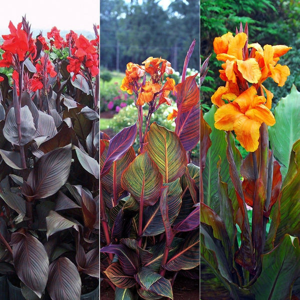 Classic Canna Bulbs Perennial Growing Bonsai Roots Rhizomes Corms Tubers Potted Planting Reblooming Fragrant Garden Species Blooms Flower Seeds Plant Gardening