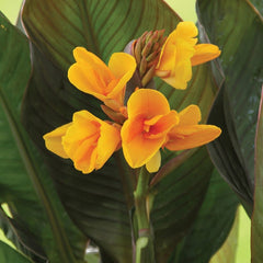 Chocolate Sunrise Canna Bulbs Perennial Growing Bonsai Roots Rhizomes Corms Tubers Potted Planting Reblooming Fragrant Garden Species Blooms Flower Seeds Plant Gardening
