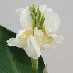 Moonshine Canna Bulbs Perennial Growing Bonsai Roots Rhizomes Corms Tubers Potted Planting Reblooming Fragrant Garden Species Blooms Flower Seeds Plant Gardening