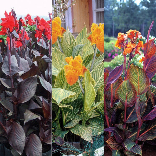 Tropicana Canna Bulbs Perennial Growing Bonsai Roots Rhizomes Corms Tubers Potted Planting Reblooming Fragrant Garden Species Blooms Flower Seeds Plant Gardening