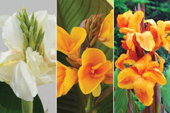 Favourite Canna Bulbs Perennial Growing Bonsai Roots Rhizomes Corms Tubers Potted Planting Reblooming Fragrant Garden Species Blooms Flower Seeds Plant Gardening - Seedsplant