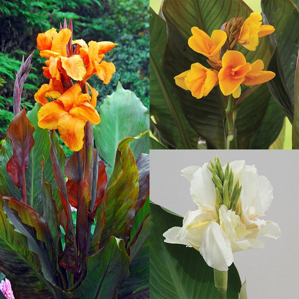 Favourite Canna Bulbs Perennial Growing Bonsai Roots Rhizomes Corms Tubers Potted Planting Reblooming Fragrant Garden Species Blooms Flower Seeds Plant Gardening