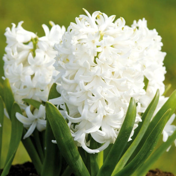 White Pearl Organic Hyacinth Bulbs Blooms Species Growing Bonsai Roots Rhizomes Corms Tubers Potted Planting Reblooming Fragrant Garden Flower Seeds Plant Gardening Grape Hyacinth