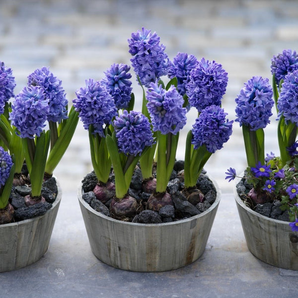 Hyacinth Blue Star Bulbs Blooms Species Growing Bonsai Roots Rhizomes Corms Tubers Potted Planting Reblooming Fragrant Garden Flower Seeds Plant Gardening