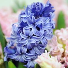 Hyacinth Blue Star Bulbs Blooms Species Growing Bonsai Roots Rhizomes Corms Tubers Potted Planting Reblooming Fragrant Garden Flower Seeds Plant Gardening - Seedsplant