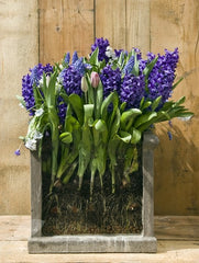 Peter Stuyvesant Hyacinth Mixture Bulbs Blooms Species Growing Bonsai Roots Rhizomes Corms Tubers Potted Planting Reblooming Fragrant Garden Flower Seeds Plant Gardening