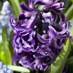 Peter Stuyvesant Hyacinth Mixture Bulbs Blooms Species Growing Bonsai Roots Rhizomes Corms Tubers Potted Planting Reblooming Fragrant Garden Flower Seeds Plant Gardening