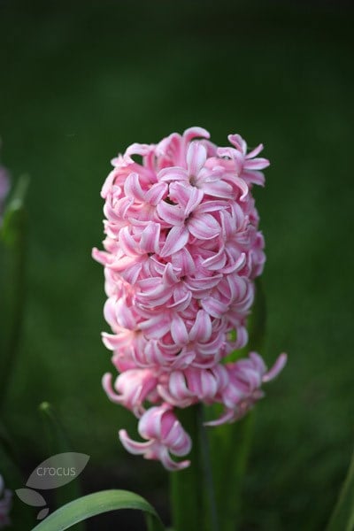 Pink Hyacinth Bulbs Blooms Species Growing Bonsai Roots Rhizomes Corms Tubers Potted Planting Reblooming Fragrant Garden Flower Seeds Plant Gardening