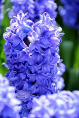Indoor Blue Hyacinth Bulbs Blooms Species Growing Bonsai Roots Rhizomes Corms Tubers Potted Planting Reblooming Fragrant Garden Flower Seeds Plant Gardening