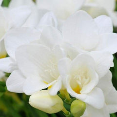 Double White Freesia Bulbs Growing Bonsai Roots Rhizomes Corms Tubers Potted Planting Reblooming Fragrant Garden Species Blooms Flower Seeds Plant Gardening