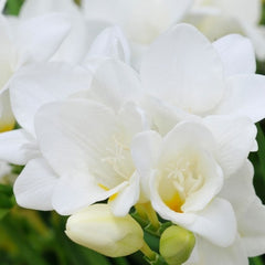 White Freesia Bulbs Growing Bonsai Roots Rhizomes Corms Tubers Potted Planting Reblooming Fragrant Garden Species Blooms Flower Seeds Plant Gardening