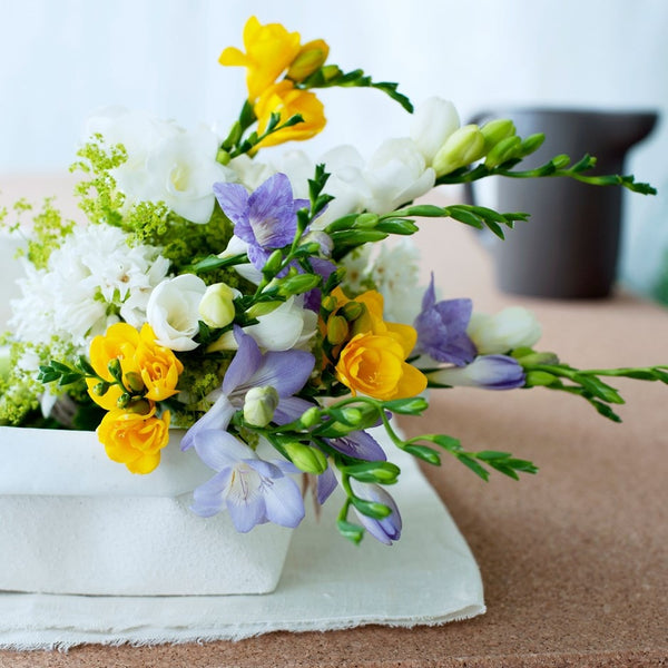 Fragrant Freesia Bulbs Growing Bonsai Roots Rhizomes Corms Tubers Potted Planting Reblooming Fragrant Garden Species Blooms Flower Seeds Plant Gardening