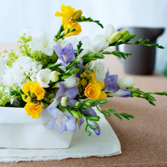 Fragrant Freesia Bulbs Growing Bonsai Roots Rhizomes Corms Tubers Potted Planting Reblooming Fragrant Garden Species Blooms Flower Seeds Plant Gardening