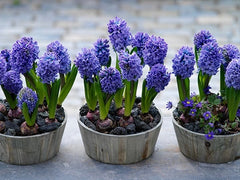 Delft Blue Prepared Hyacinth Bulbs Blooms Species Growing Bonsai Roots Rhizomes Corms Tubers Potted Planting Reblooming Fragrant Garden Flower Seeds Plant Gardening