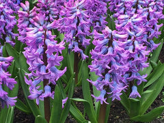 Purple Star Hyacinth Bulbs Blooms Species Growing Bonsai Roots Rhizomes Corms Tubers Potted Planting Reblooming Fragrant Garden Flower Seeds Plant Gardening