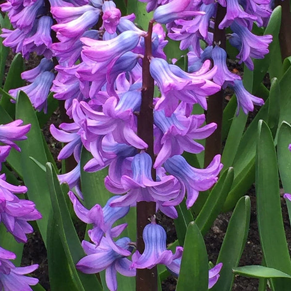 Purple Star Hyacinth Bulbs Blooms Species Growing Bonsai Roots Rhizomes Corms Tubers Potted Planting Reblooming Fragrant Garden Flower Seeds Plant Gardening