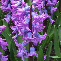 Purple Star Hyacinth Bulbs Blooms Species Growing Bonsai Roots Rhizomes Corms Tubers Potted Planting Reblooming Fragrant Garden Flower Seeds Plant Gardening