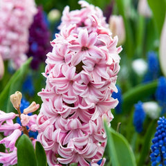 Fondant Hyacinth Bulbs Blooms Species Growing Bonsai Roots Rhizomes Corms Tubers Potted Planting Reblooming Fragrant Garden Flower Seeds Plant Gardening