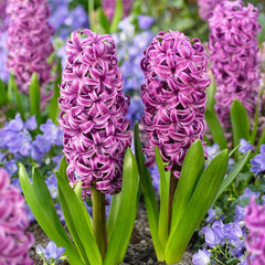 Purple Sensation Hyacinth Bulbs Blooms Species Growing Bonsai Roots Rhizomes Corms Tubers Potted Planting Reblooming Fragrant Garden Flower Seeds Plant Gardening - Seedsplant