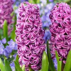 Hyacinth Purple Sensation Bulbs Blooms Species Growing Bonsai Roots Rhizomes Corms Tubers Potted Planting Reblooming Fragrant Garden Flower Seeds Plant Gardening