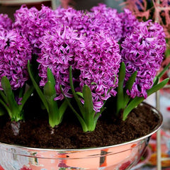 Hyacinth Purple Sensation Bulbs Blooms Species Growing Bonsai Roots Rhizomes Corms Tubers Potted Planting Reblooming Fragrant Garden Flower Seeds Plant Gardening