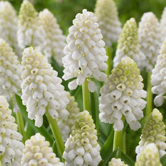 Muscari Aucheri White Magic Grape Hyacinth Bulbs Blooms Species Growing Bonsai Roots Rhizomes Corms Tubers Potted Planting Reblooming Fragrant Garden Flower Seeds Plant Gardening