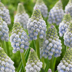 Ocean Magic Grape Hyacinth Bulbs Blooms Species Growing Bonsai Roots Rhizomes Corms Tubers Potted Planting Reblooming Fragrant Garden Flower Seeds Plant Gardening - Seedsplant