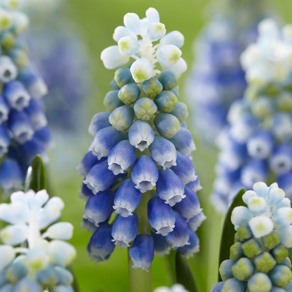 Muscari Armeniacum Touch of Snow Bulbs Blooms Species Growing Bonsai Roots Rhizomes Corms Tubers Potted Planting Reblooming Fragrant Garden Flower Seeds Plant Gardening