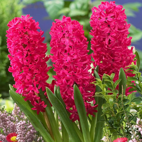 Hyacinth Jan Bos Bulbs Blooms Species Growing Bonsai Roots Rhizomes Corms Tubers Potted Planting Reblooming Fragrant Garden Flower Seeds Plant Gardening