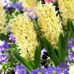 City of Haarlem Hyacinth Bulbs Blooms Species Growing Bonsai Roots Rhizomes Corms Tubers Potted Planting Reblooming Fragrant Garden Flower Seeds Plant Gardening