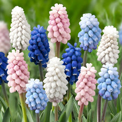 Grape Hyacinth Muscari Colour Mixture Bulbs Blooms Species Growing Bonsai Roots Rhizomes Corms Tubers Potted Planting Reblooming Fragrant Garden Flower Seeds Plant Gardening