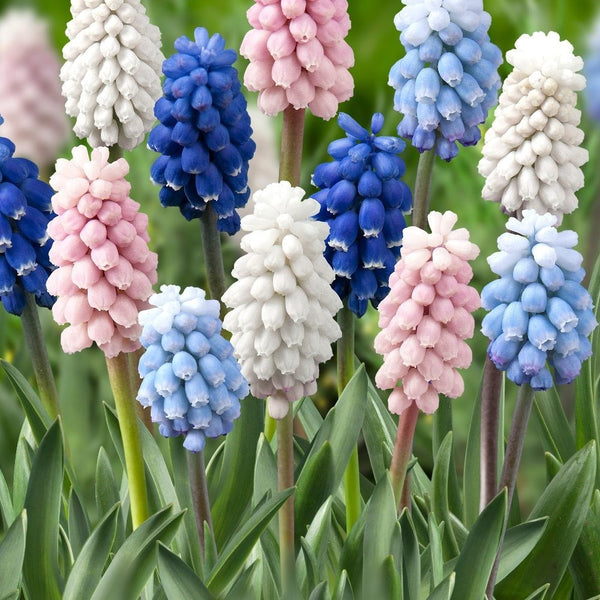 Muscari Colour Mixture Bulbs Blooms Species Growing Bonsai Roots Rhizomes Corms Tubers Potted Planting Reblooming Fragrant Garden Flower Seeds Plant Gardening