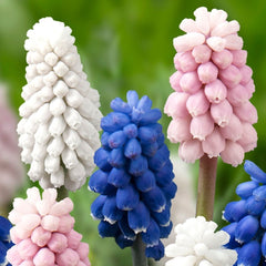 Muscari Colour Mixture Bulbs Blooms Species Growing Bonsai Roots Rhizomes Corms Tubers Potted Planting Reblooming Fragrant Garden Flower Seeds Plant Gardening