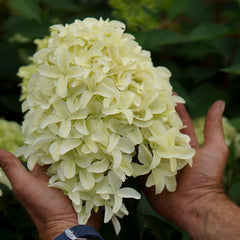 Hydrangea Paniculata Skyfall Hyacinth Bulbs Blooms Species Growing Bonsai Roots Rhizomes Corms Tubers Potted Planting Reblooming Fragrant Garden Flower Seeds Plant Gardening